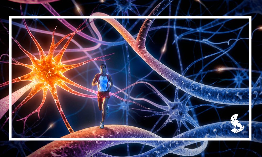Correr faz cérebro criar novos neurônios